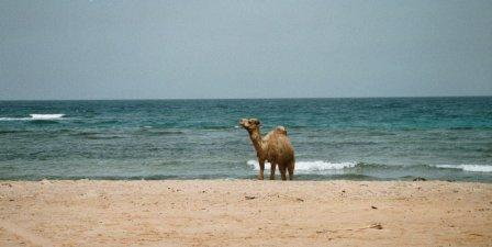 Kamel am Strand